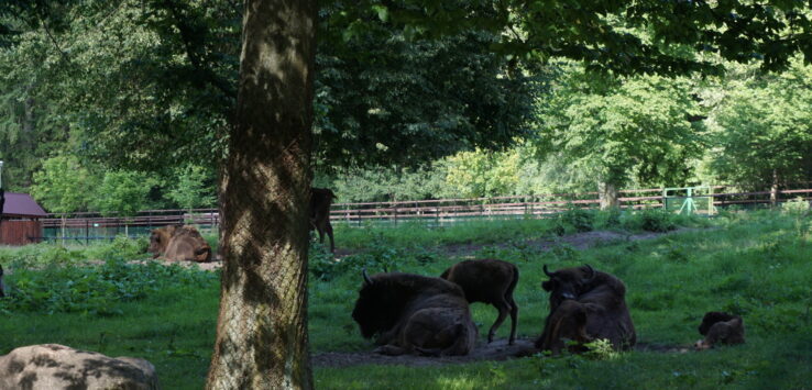 Bialowieza 2017 Zubry