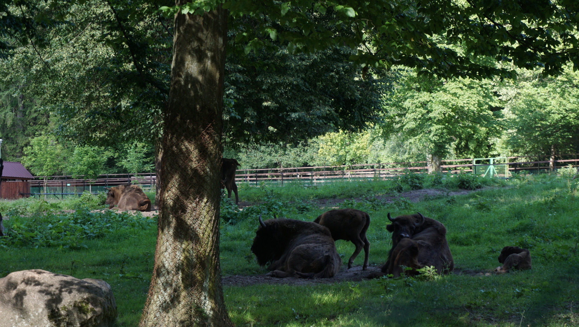 Bialowieza 2017 - Zubry