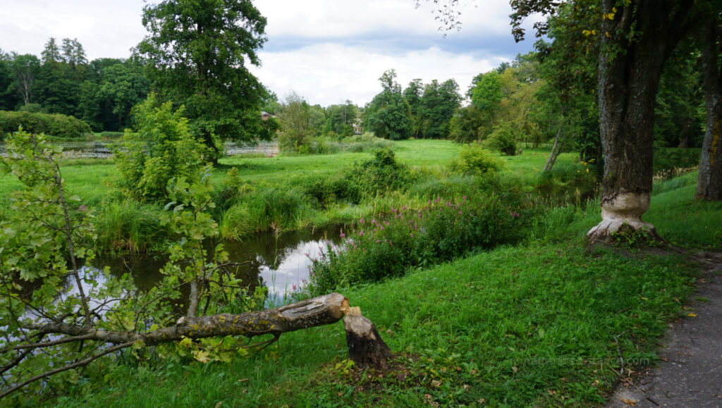 W odwiedzinach na Podlasiu – Białowieza 21