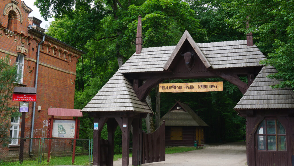 W odwiedzinach na Podlasiu – Białowieza 48