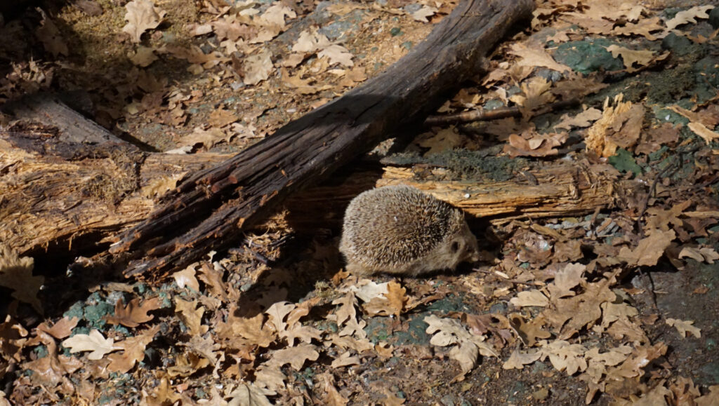 W odwiedzinach na Podlasiu – Białowieza 51