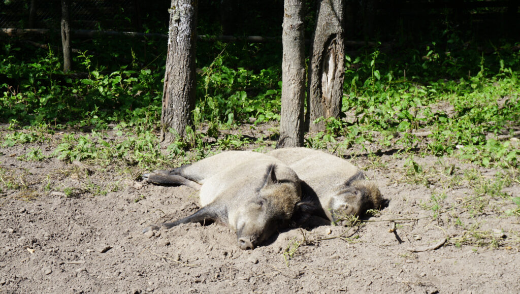 W odwiedzinach na Podlasiu – Białowieza 54