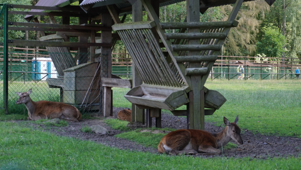W odwiedzinach na Podlasiu – Białowieza 56