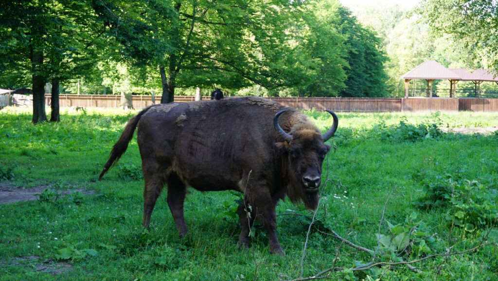 W odwiedzinach na Podlasiu – Białowieza 58