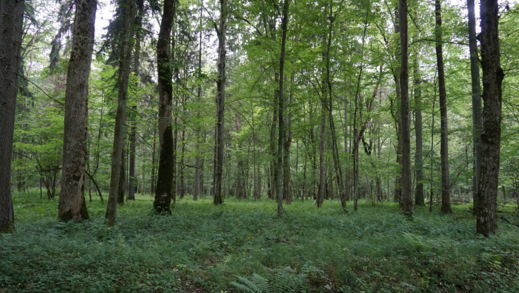 W odwiedzinach na Podlasiu – Białowieza 62