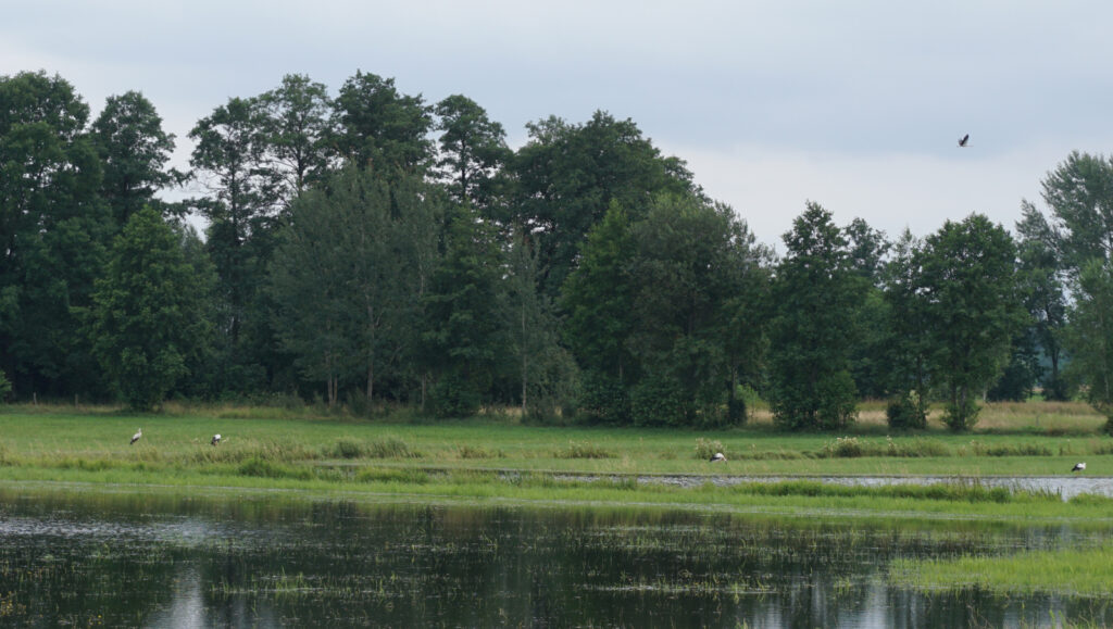 W odwiedzinach na Podlasiu – Białowieza 68