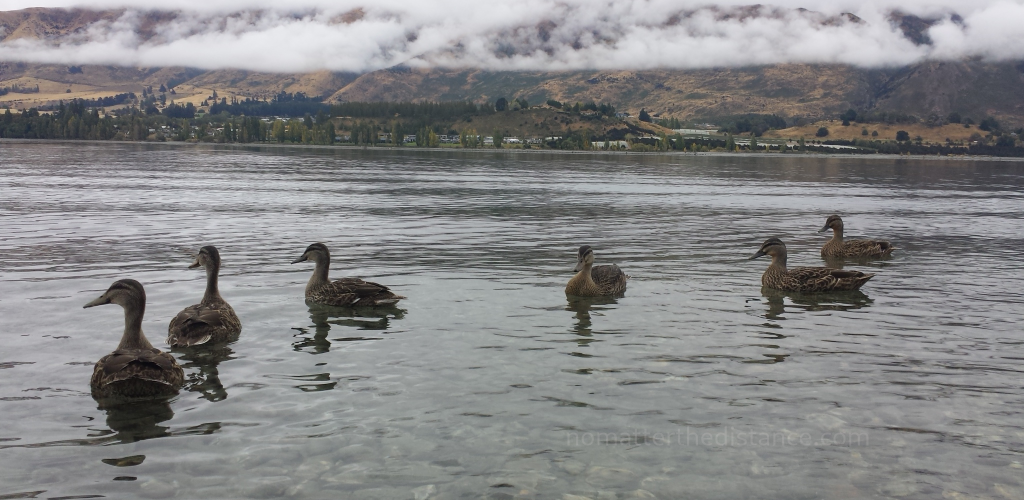Nowa Zelandia 2017 – Queenstown i Wanaka 24