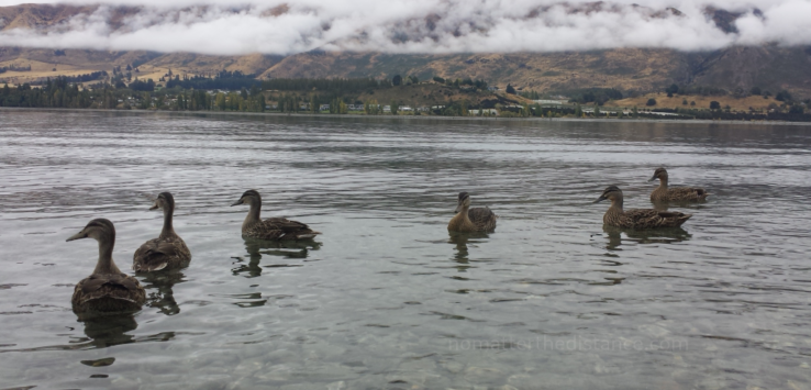 Nowa Zelandia 2017 – Queenstown i Wanaka 24