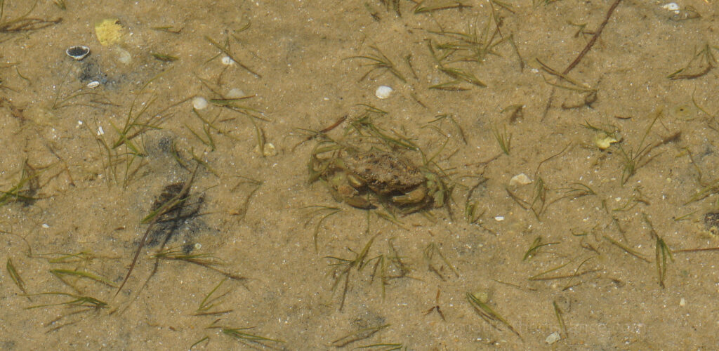Fauna w Faro jest interesująca