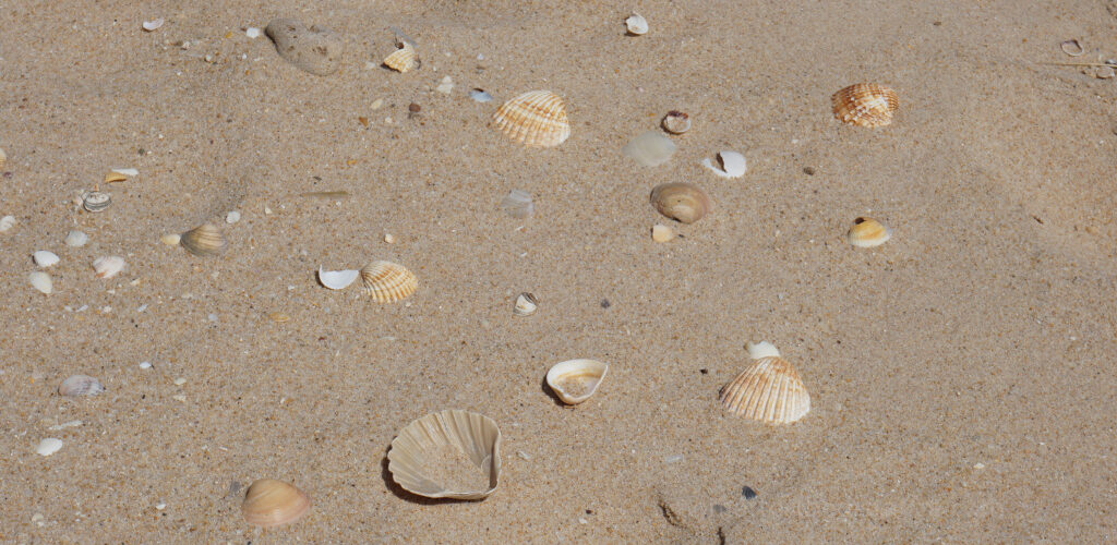Muszelki na plaży w Faro