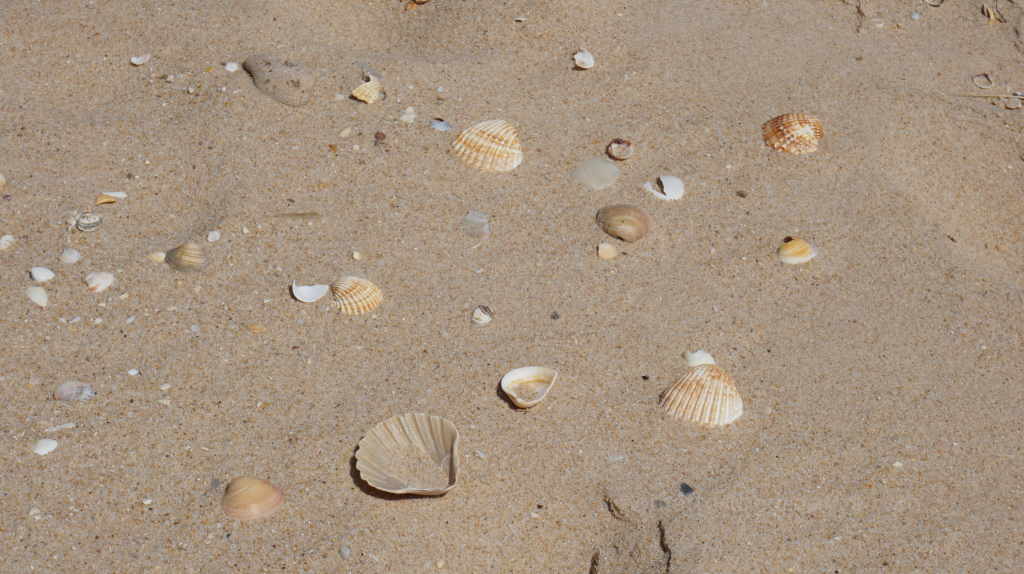 Muszelki na plaży w Faro